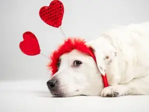 Tu mascota, tu mejor San Valentín: Haz que su día sea inolvidable 1 Novecan - Ortopedia y Accesorios para Mascotas 2025 san valentín