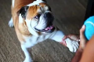 Salud articular en perros