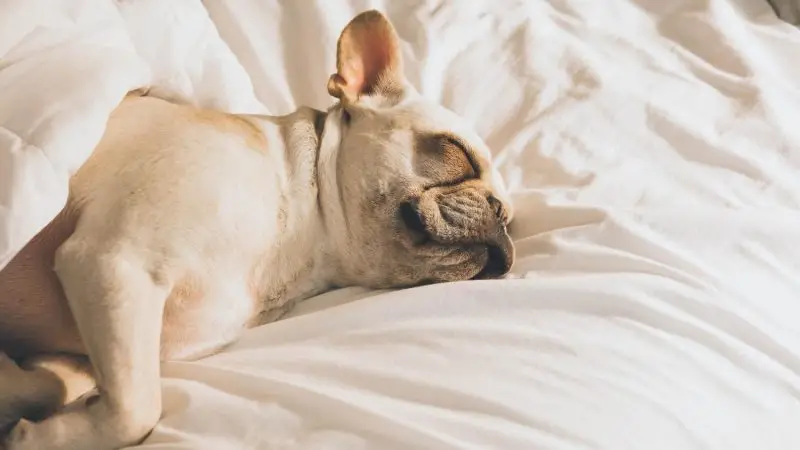 ¿Dejar que tu perro duerma en la cama? Pros y contras que debes conocer