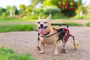 Cómo notar los primeros signos de movilidad reducida en tu perro 1 Novecan - Ortopedia y Accesorios para Mascotas 2025 movilidad reducida