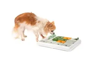 Juegos mentales innovadores que transformarán la vida de tu perro con dificultades físicas 1 Novecan - Ortopedia y Accesorios para Mascotas 2025 perro con dificultades físicas