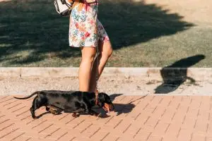 perro en días calurosos