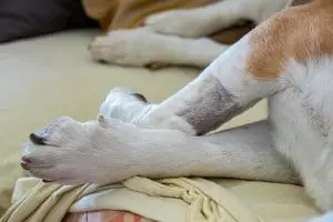 ¿Tu perro tiene artrosis? Productos indispensables para mejorar su día a día 1 Novecan - Ortopedia y Accesorios para Mascotas 2025 perro tiene artrosis