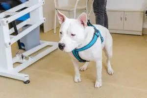 Medicina regenerativa en perros: la revolución que está cambiando la ortopedia veterinaria 2 Novecan - Ortopedia y Accesorios para Mascotas 2025 medicina regenerativa en perros