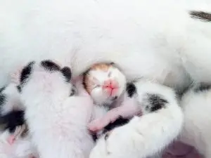 Cómo cuidar a un gatito recién nacido huérfano desde el primer momento 2 Novecan - Ortopedia y Accesorios para Mascotas 2025 gatito recién nacido