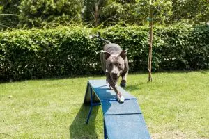 Actividades físicas seguras para perros con dificultades motoras 2 Novecan - Ortopedia y Accesorios para Mascotas 2025 perros con dificultades