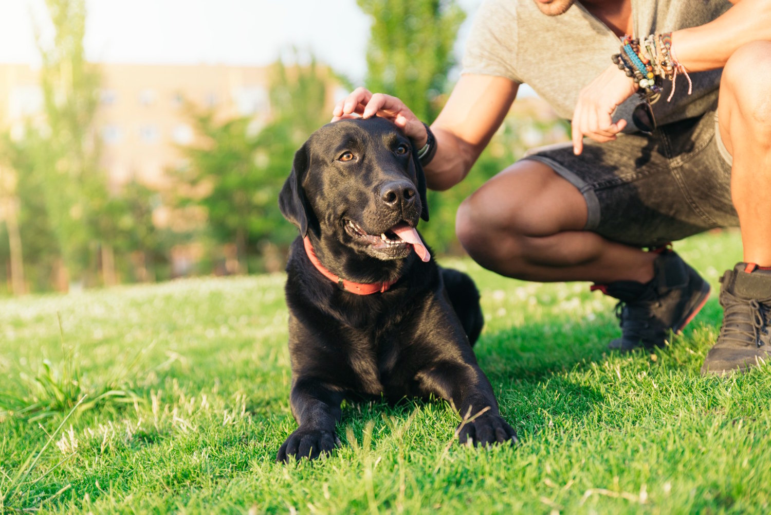 Actividades físicas seguras para perros con dificultades motoras