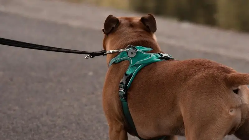 ¿Arnés o collar? Descubre cuál es mejor para proteger el cuello y articulaciones de tu perro