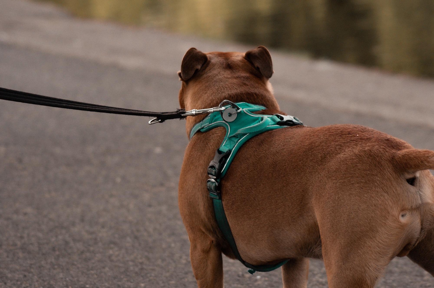 ¿Arnés o collar? Descubre cuál es mejor para proteger el cuello y articulaciones de tu perro