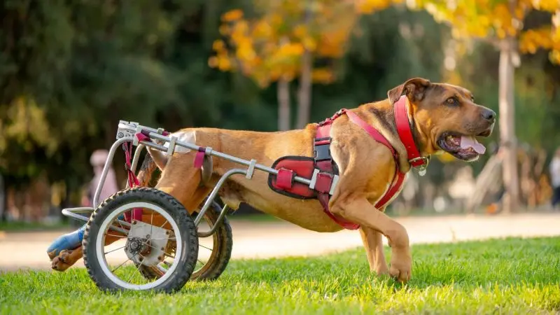 Silla de ruedas para perros: juegos seguros y cuidados esenciales para su bienestar