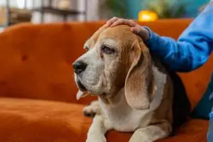 Síndrome de disfunción cognitiva canina: qué es, cómo detectarlo y qué puedes hacer 2 Novecan - Ortopedia y Accesorios para Mascotas 2025 síndrome