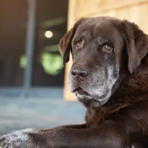 Síndrome de disfunción cognitiva canina: qué es, cómo detectarlo y qué puedes hacer