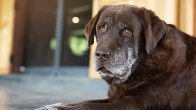 Síndrome de disfunción cognitiva canina: qué es, cómo detectarlo y qué puedes hacer