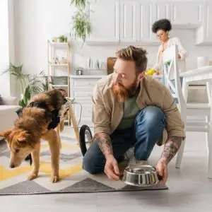 Cómo organizar tu casa para un perro con movilidad limitada