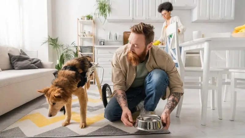 Cómo organizar tu casa para un perro con movilidad limitada