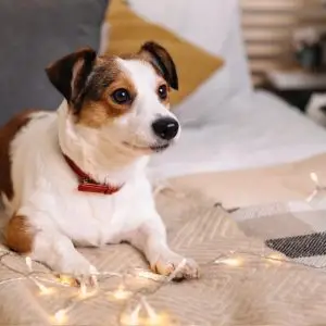 Más Allá de un Regalo: 7 Productos Ortopédicos que Transformarán la Navidad de tu Perro
