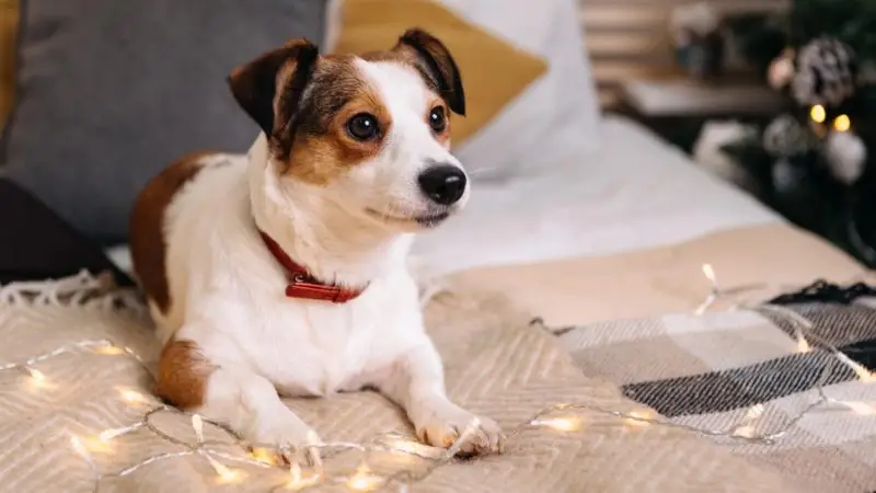 Más Allá de un Regalo: 7 Productos Ortopédicos que Transformarán la Navidad de tu Perro