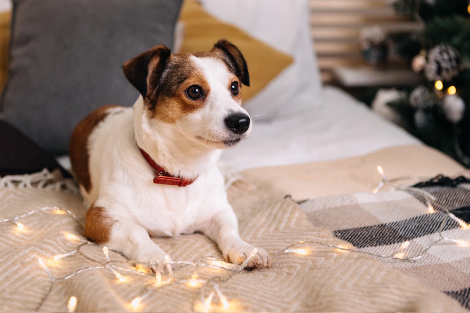 Más Allá de un Regalo: 7 Productos Ortopédicos que Transformarán la Navidad de tu Perro