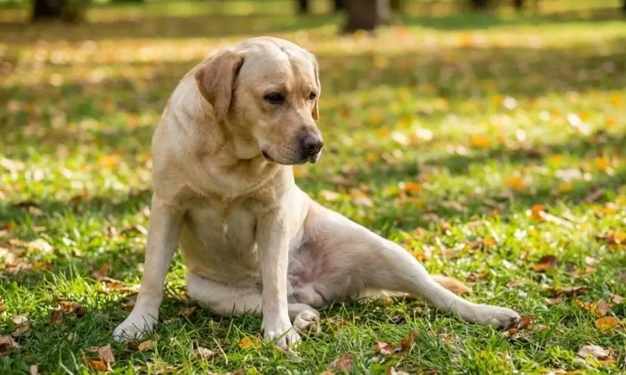 Pánico en el parque: Qué hacer si tu perro se rompe el Ligamento Cruzado 2 Novecan - Ortopedia y Accesorios para Mascotas 2026 ligamento cruzado