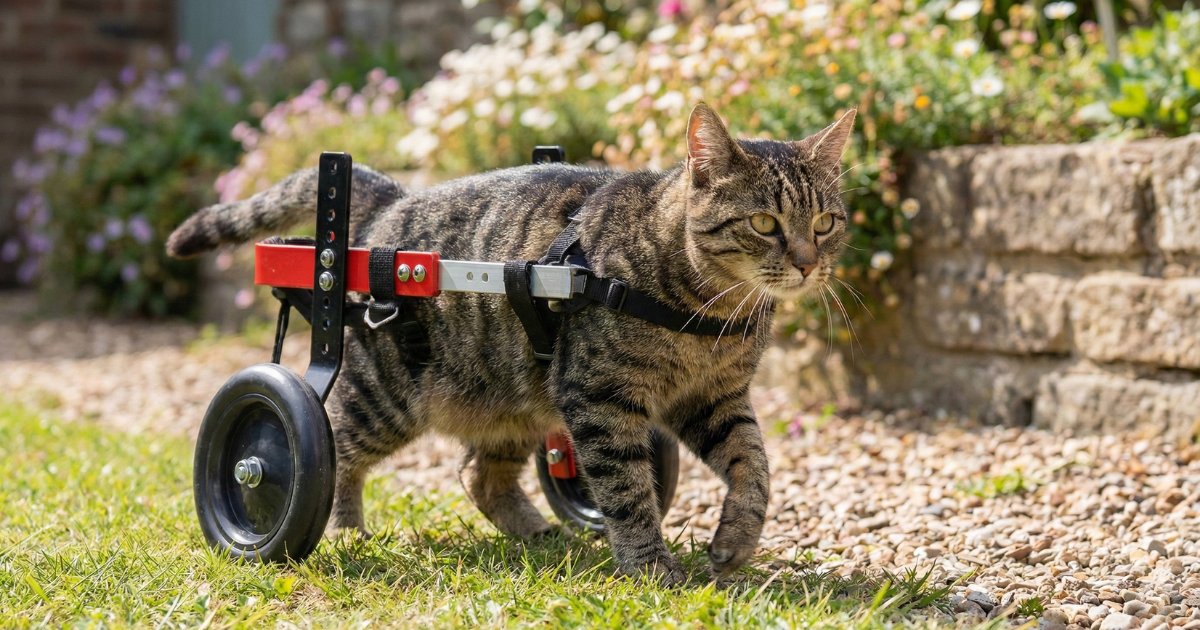 Gatos sobre ruedas: Cómo devolver la independencia a un felino con parálisis