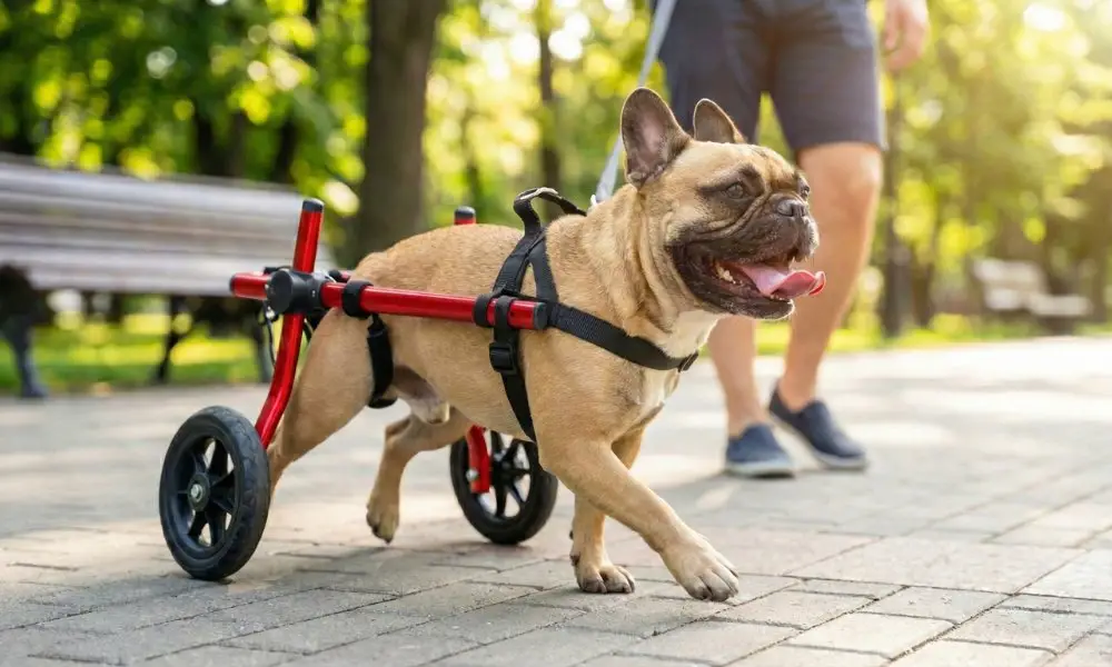 ¿Silla de ruedas o hidroterapia para perros? Descubre por qué tu peludo necesita ambas 3 Novecan - Ortopedia y Accesorios para Mascotas 2026 Hidroterapia para perros