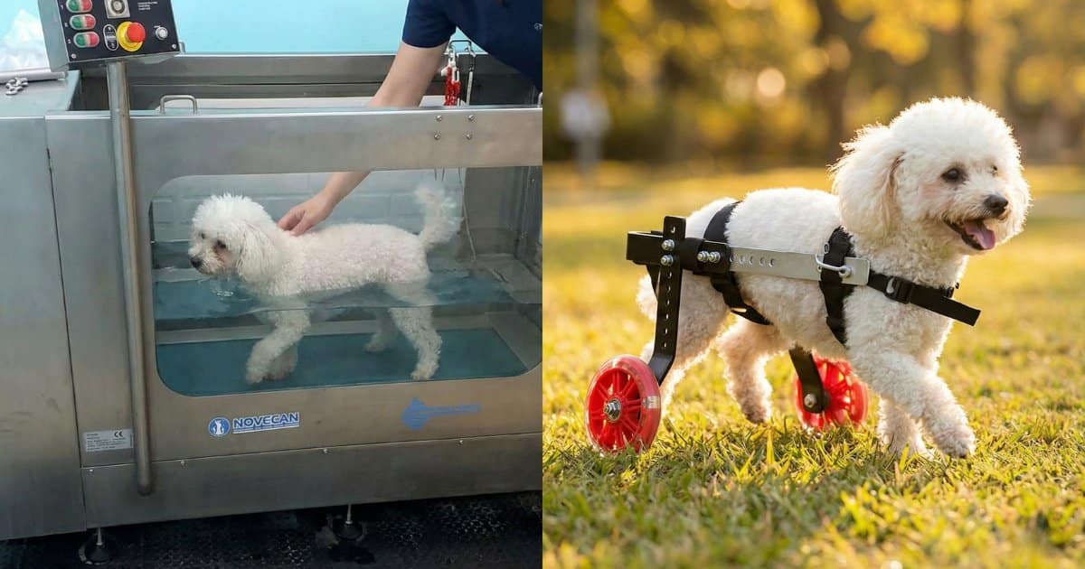 ¿Silla de ruedas o hidroterapia para perros? Descubre por qué tu peludo necesita ambas