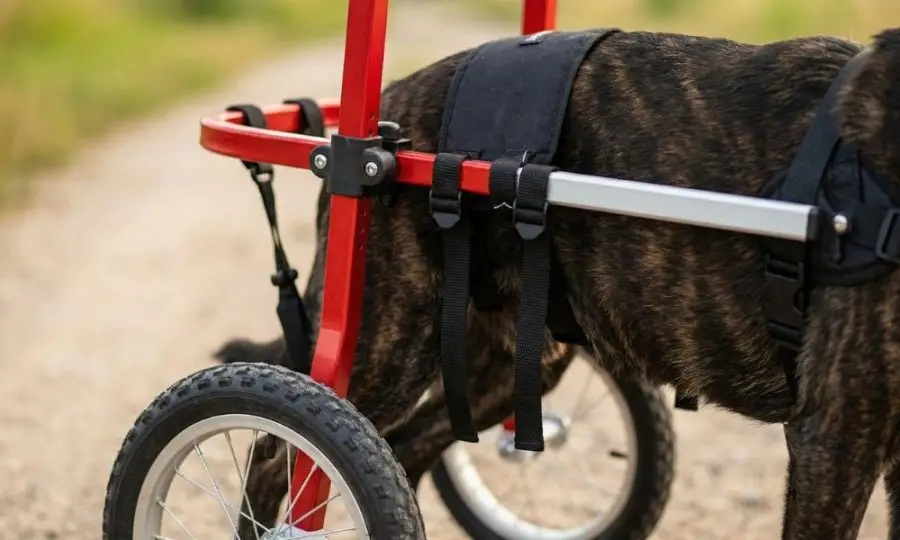 San Valentín sobre ruedas: El amor es devolverle su libertad. 2 Novecan - Ortopedia y Accesorios para Mascotas 2026 San Valentín Novecan (2)